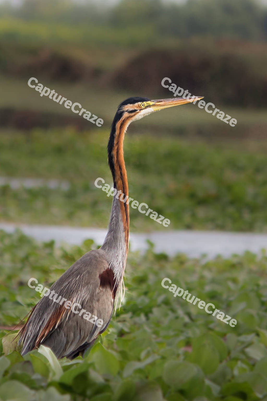 Great blue heron flying